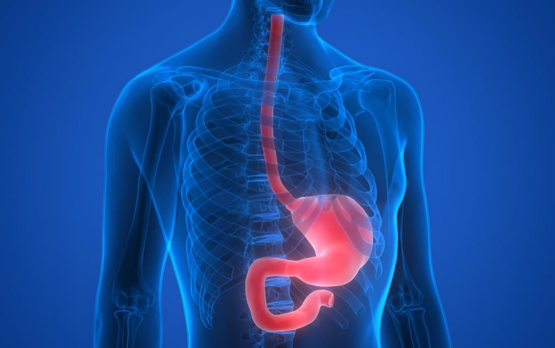 Mengenal Esophagus: Fungsi, Struktur, dan Gangguan yang Bisa Terjadi