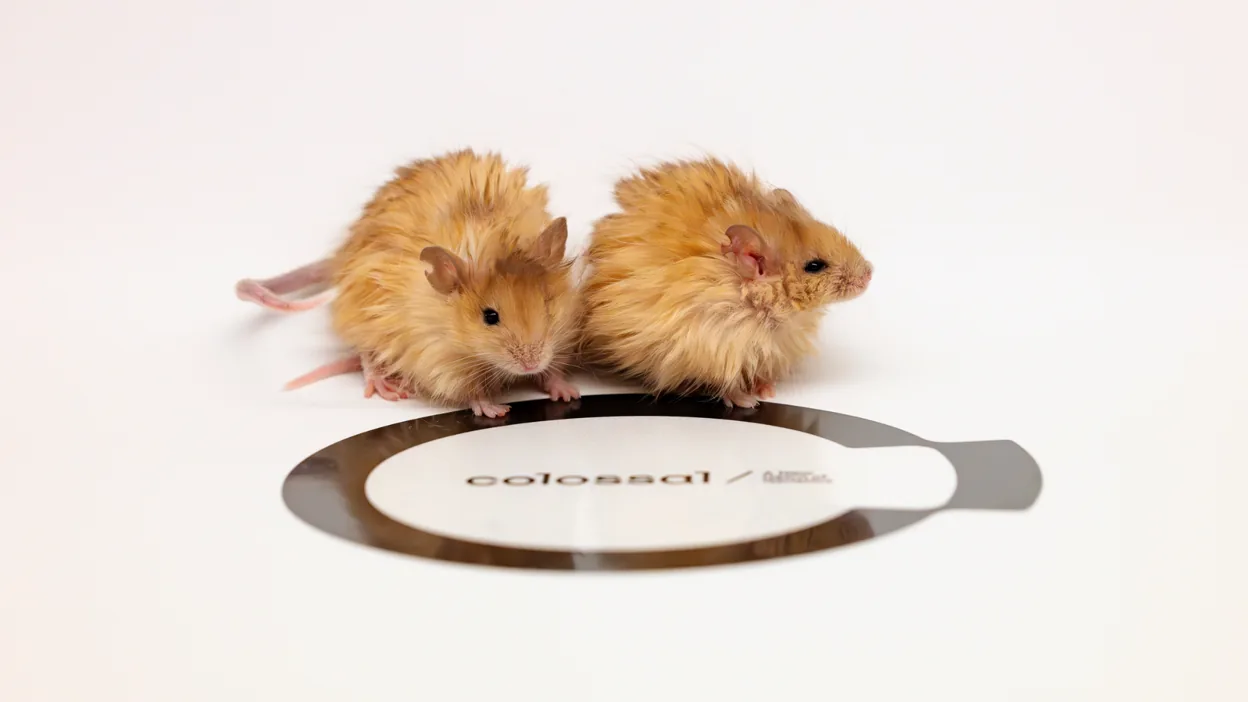Tikus Berbulu Ajaib: Colossal Biosciences Mengembangkan Hewan Mirip Mamut