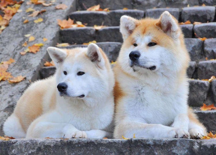 Tips Merawat Shiba Inu: Si Pintar yang Kadang Bandel